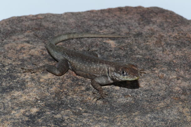 A Tropidurus sertanejo lizard on a rock.
