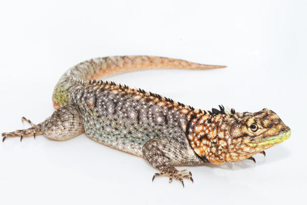 A Tropidurus tatara lizard with patterned scales and a brightly colored mouth.