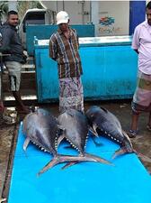 Three people standing near the bodies of three large fish lying on a deck.