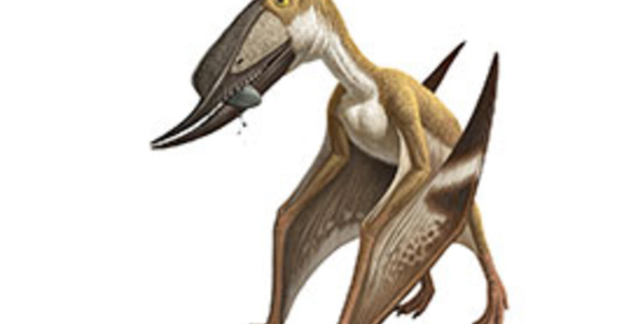 What Is A Pterosaur Amnh