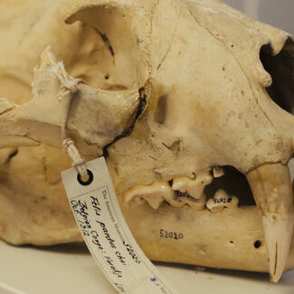 Leopard skull with specimen tag.