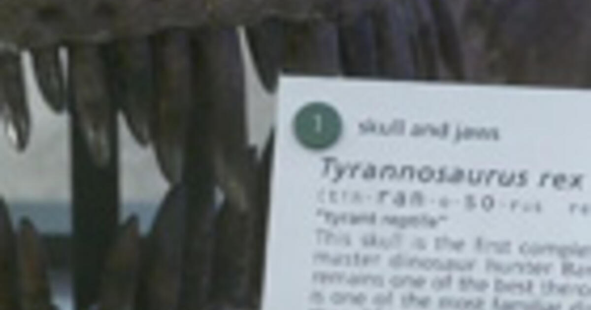 how-do-dinosaurs-get-their-names-amnh