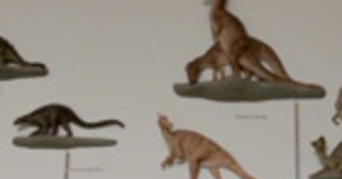 How do we know which kinds of dinosaurs are most closely related? AMNH