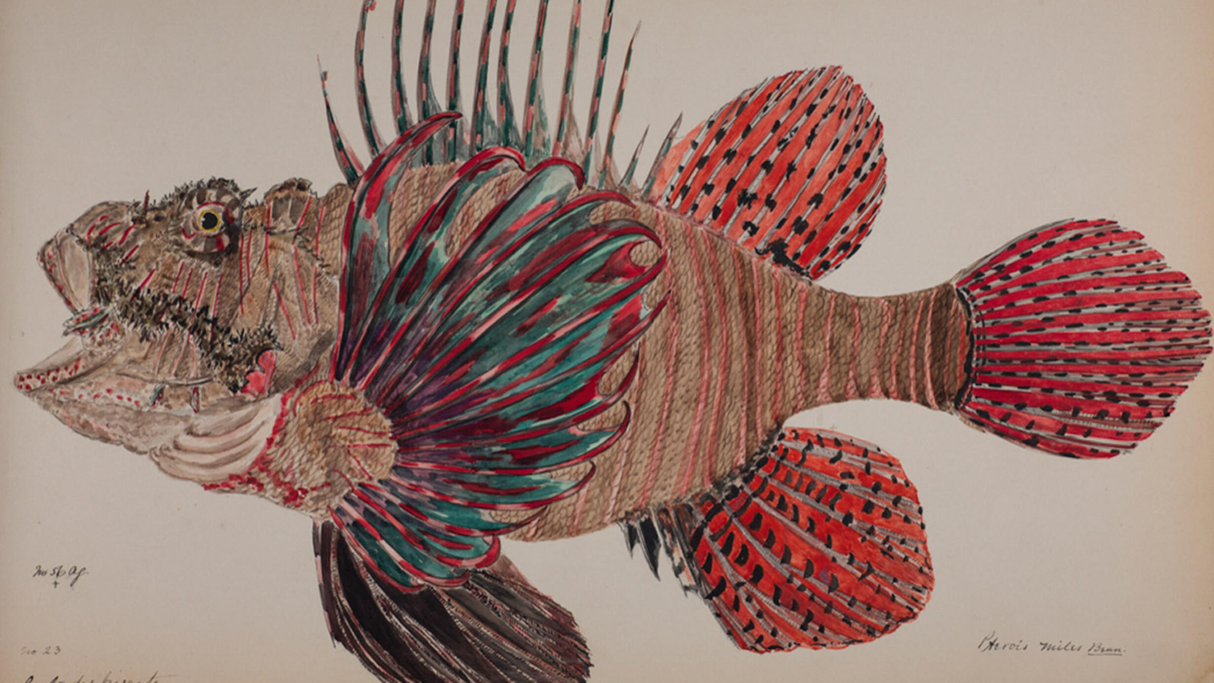 Brightly colored watercolor illustration of a lionfish from Nicholas Pike's work on fishes of Mauritius