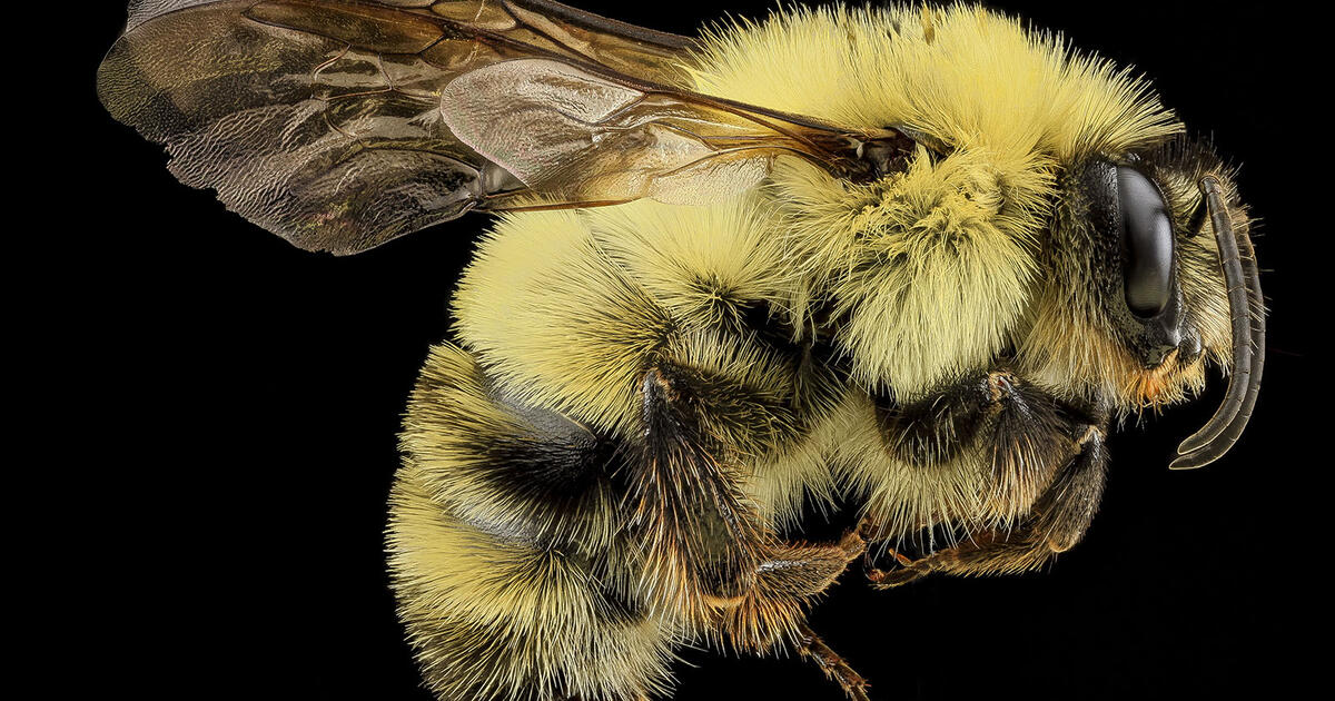 Bumble Bees Are in Decline. Here's Why We Need Them | AMNH