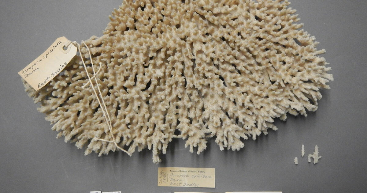Preserving the Dry Coral Collection AMNH