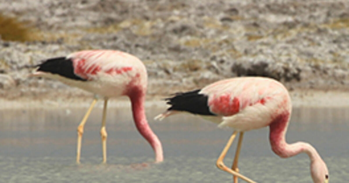 Conservationists Explore And Track Flamingo Habitats In