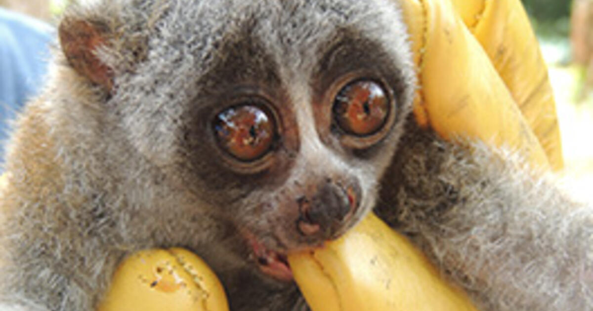 Slow Loris Conservation In Vietnam