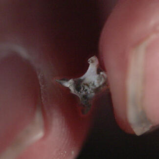 Fingers hold a tiny fossil vertebrae.