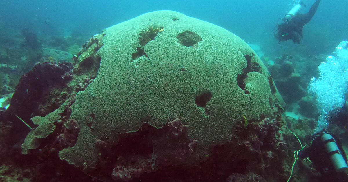 Diving for 500yearold Corals in Tobago AMNH