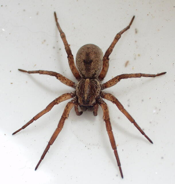 A large, dark spider on a light background.