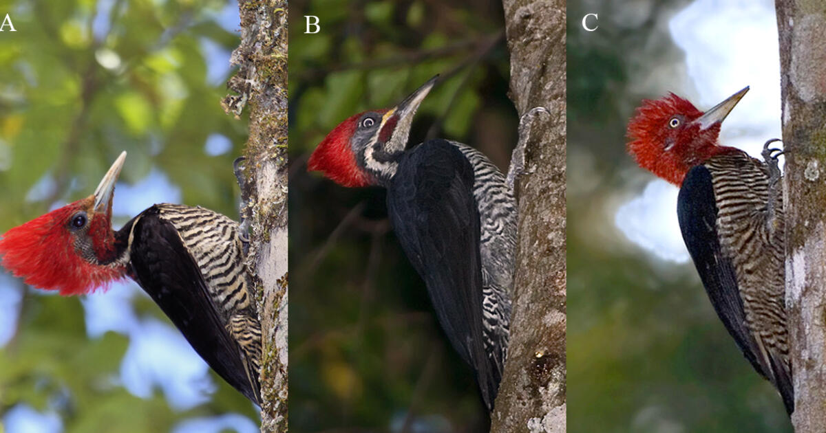 Deceptive Woodpecker Uses Mimicry to Avoid Competition AMNH
