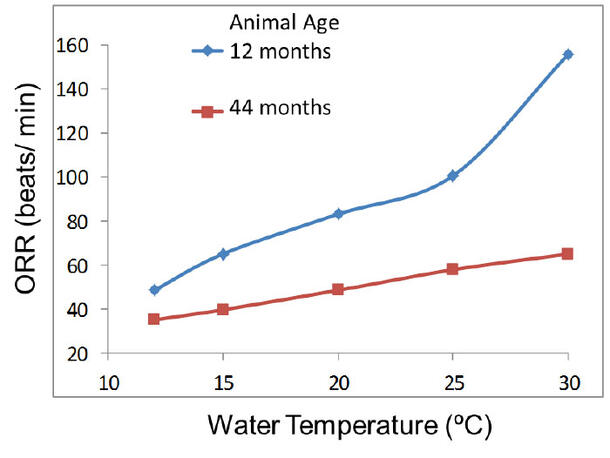A plot graph shows at various water temperatures that the opercular respiratory rate in beats per minute for catfish aged 12 months is higher compared to catfish 44 months old.