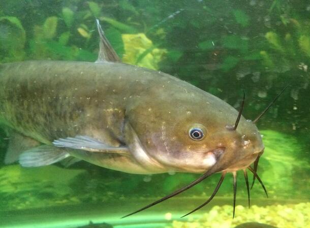 Side view of the head of a brown bullhead catfish.