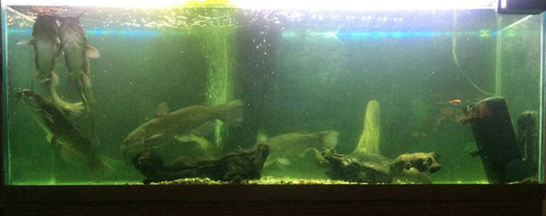 Over five brown bullhead catfish inside of a large tank filled with water.