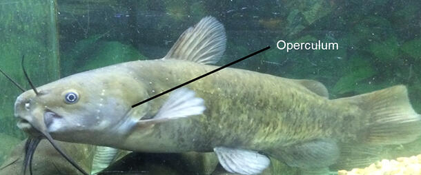 A brown bullhead catfish with a label pointing out the operculum, near the gills.