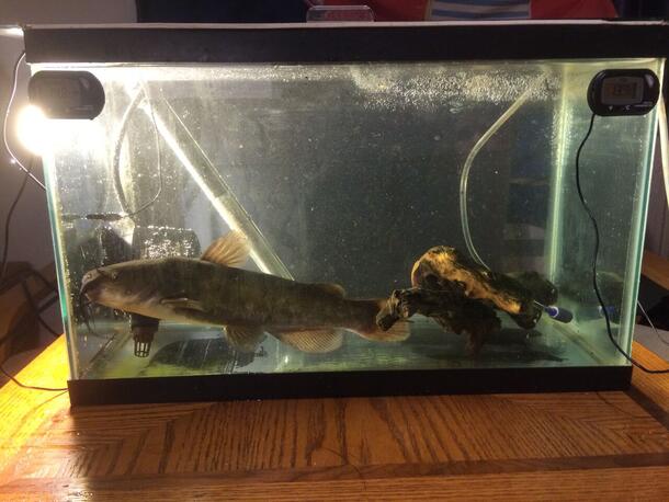 A brown bullhead catfish in a tank in an experimental tank during an experiment. The tank is only about twice the length of the fish, and has two thermostats stuck to the exterior glass surface.