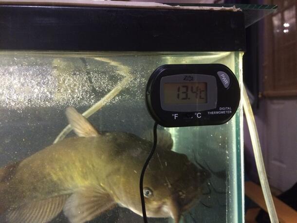A digital thermometer reading 13.4 Celsius affixed to a fish tank holding a brown bullhead catfish.