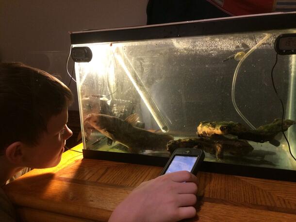 7th grader Jonathan points a phone at a brown bullhead catfish inside of a tank to count ORR.