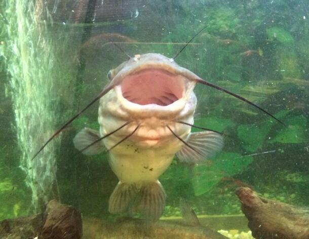 A head-on view of a brown bullhead catfish with its mouth open.
