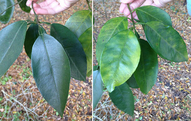 Photos showing healthy orange tree leaves and leaves infected by HLB