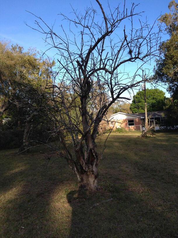 Dead tree standing in the front yard of a house.