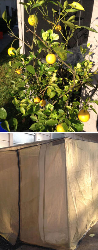 An orange tree and the portable field enclosure cage to study the effect of mango skins