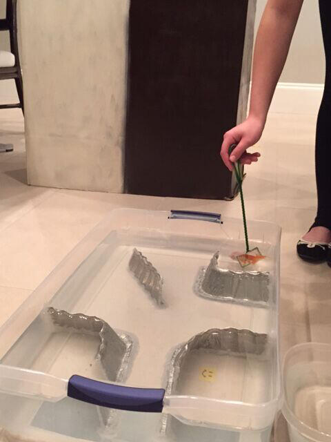 A goldfish being released into a plastic bin full of water with pieces of an aluminum baking tray making up a maze.