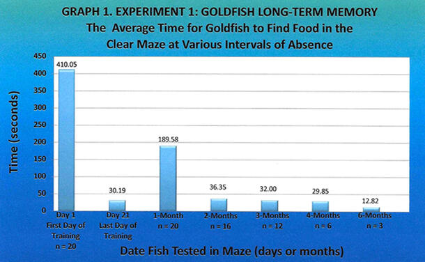 Bar graph showing the average time for goldfish to find food in a clear maze at various intervals of absence.