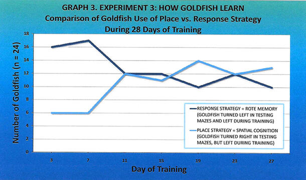 A line graph titled: “Graph 3. Experiment 3: How goldfish learn. Comparison of goldfish use of place vs. response strategy.”