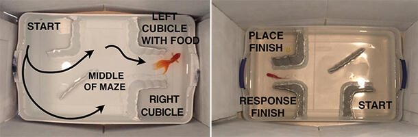 A split photograph of two large rectangular plastic containers, each with a goldfish at a location in an underwater maze.