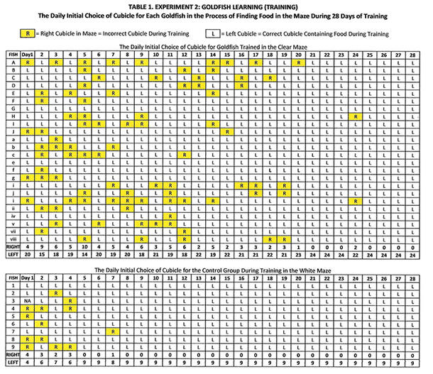 Chart mapping the daily initial choice of cubicle for each goldfish in the process of finding food in the maze during 28 days of training.