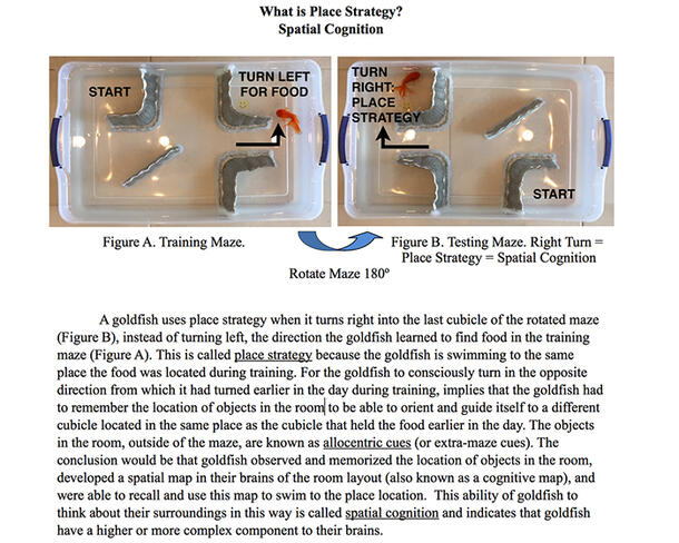 A page titled "What is response strategy?" with two images of a goldfish navigating a maze in a plastic bin made from an aluminum tray and text below.