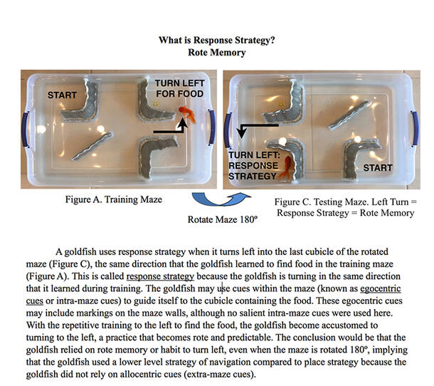 A page titled "What is response strategy?" with two images of a goldfish navigating a maze in a plastic bin made from an aluminum tray and text below.