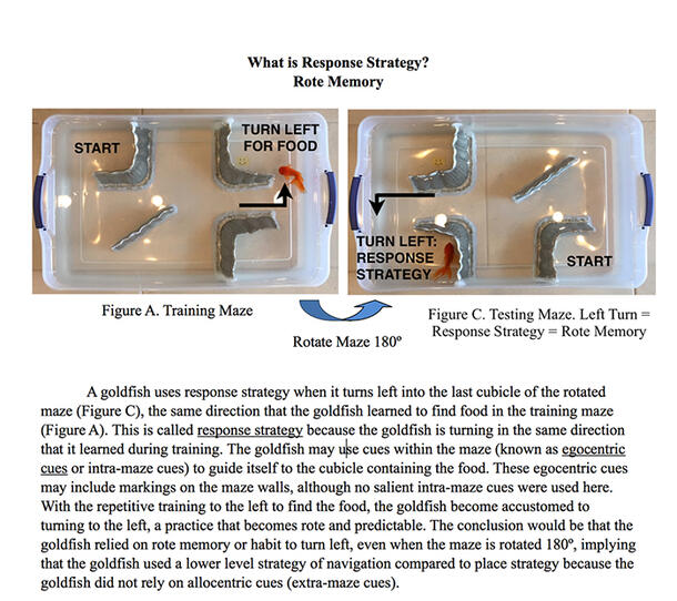 what is response strategy