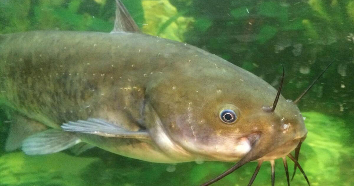 The Effect of Water Temperature Water Acidity and Animal Age and Body Size on the Opercular Respiratory Rate of Brown Bullhead Catfish AMNH