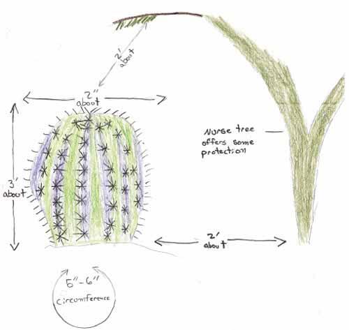 drawing of saguro cactus