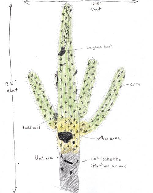 Decomposing cactus