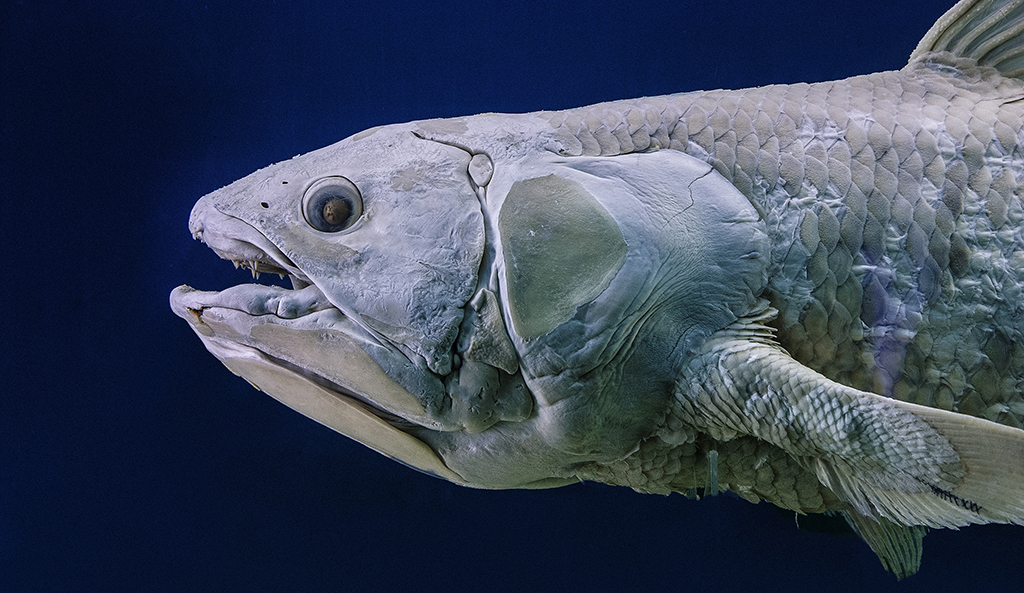 Detail of coelacanth, emphasis on head and teeth.