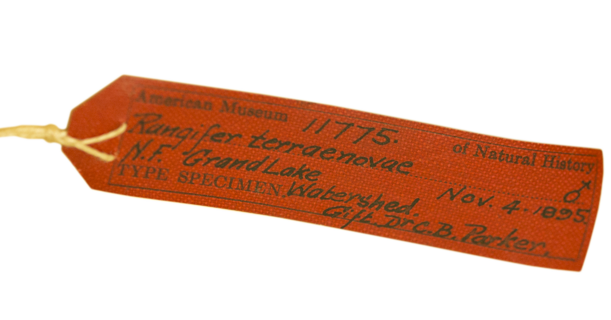 Type Specimens An Overview American Museum of Natural History