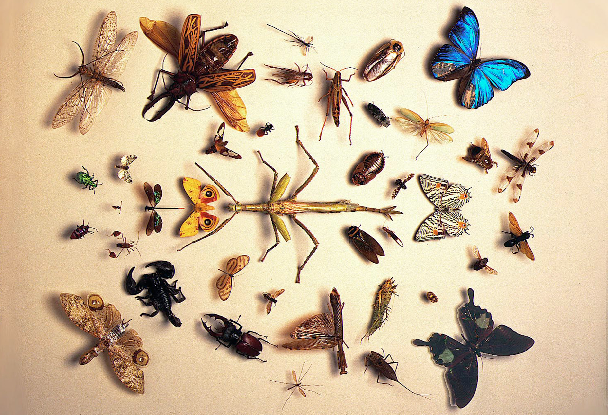 invertebrate_zoology_insect_samples