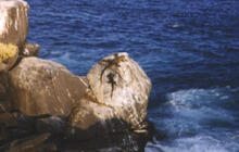 two marine iguanas on Espanola Island in the Galapagos