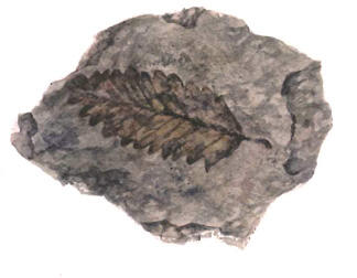 Fossil of a Fogopsis longifolia leaf (extinct beech family) found  near Pikes Peak, Colorado