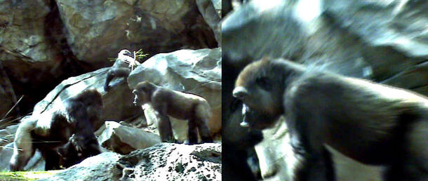 Two photos of Western Lowland gorillas taken from student project on facial expressions and gestures as means of  communication among primates