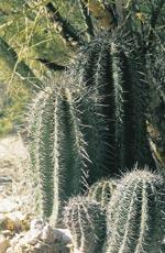 Small saguaros beneath a nurse tree - between 12 and 15 years old.