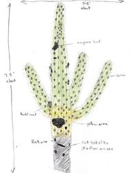 Saguaro Cactus: From Life to Death diagram of saguaro cactus 