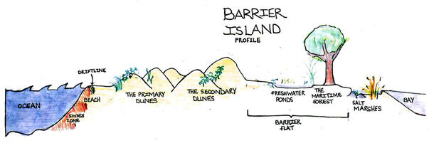 A drawing of a barrier island shows water, dunes, and vegetation.