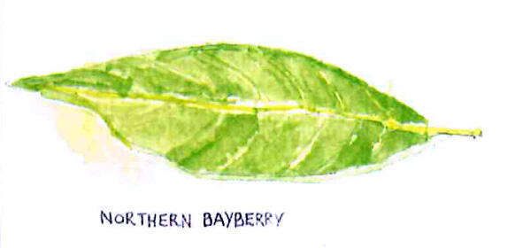 Watercolor painting of a Northern Bayberry leaf
