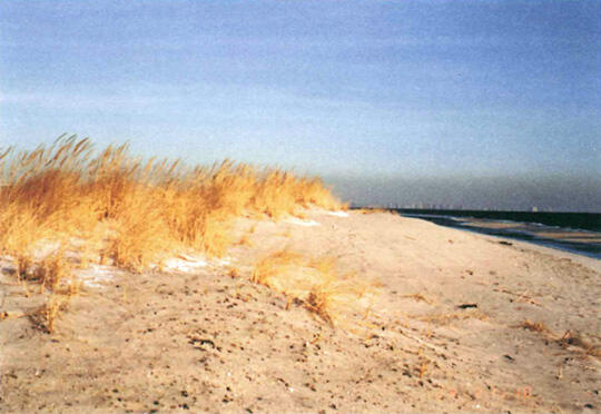 The top of a sandy dune with tufts of yellow grass.
