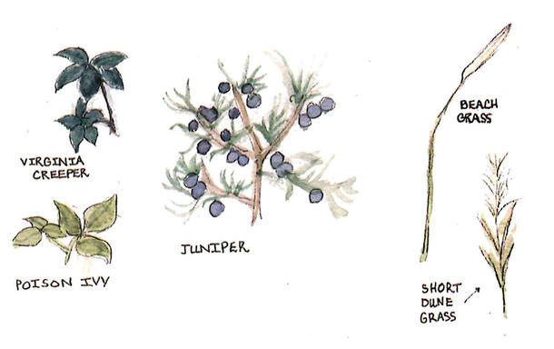 A drawing of the leaves of Virginia Creeper and Poison Ivy, the berries and leaves of Juniper, and stems of Beach Grass and Short Dune Grass.